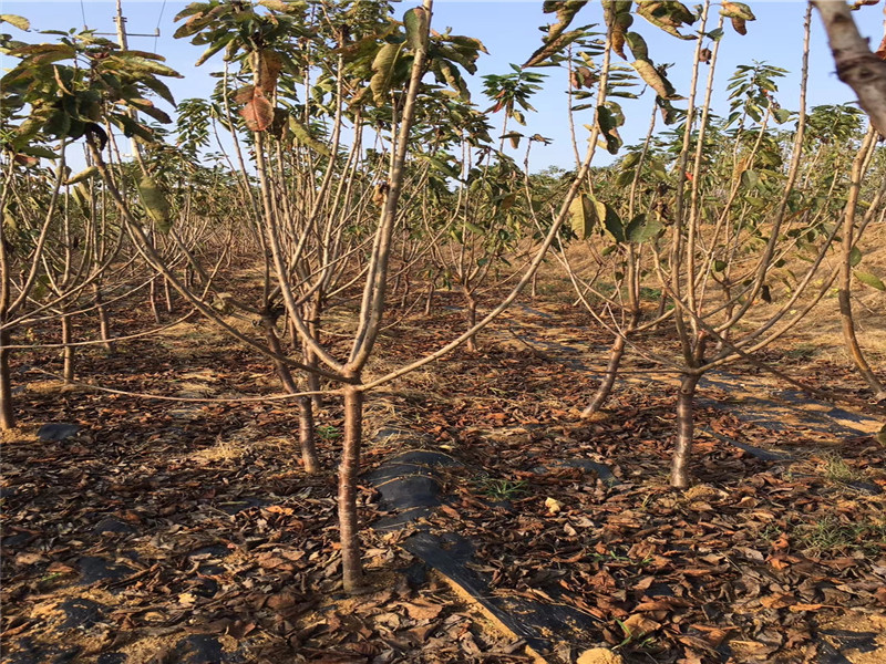 3年矮化车厘子树苗树苗地方有