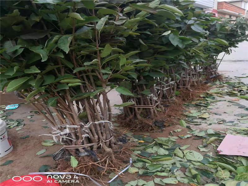 安徽芜湖3公分李子树苗卖的价格