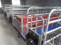 湖南母猪产床报价猪用产床价格猪八戒养殖设备猪产床厂家图片4