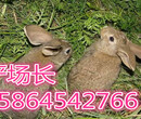 广西杂交野兔养殖场广西肉兔质优价廉热爆抢购中图片