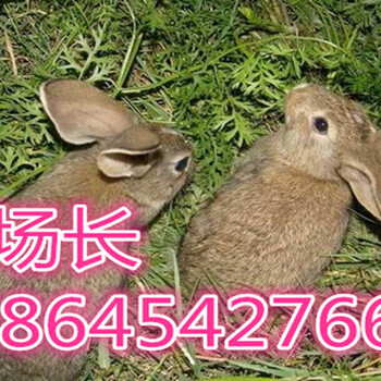 安徽杂交野兔市场安徽省杂交野兔的品种及肉兔养殖技术