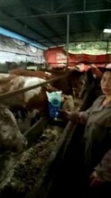 牛长得慢怎么办,牛只吃不长怎么回事,牛用什么催肥图片