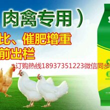 肉鸭吃什么饲料长得快肉鸭催肥药肉鸭过料怎么办图片