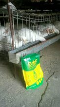 养鸡催肥秘方肉鸡催肥的办法鸡吃什么饲料长得快图片