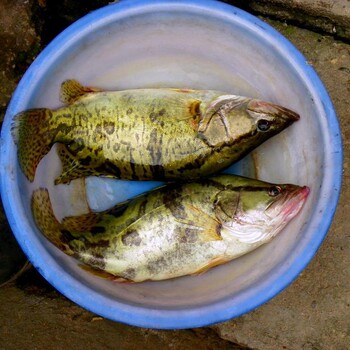 遼寧桂花魚苗/沈陽桂花魚苗基地/供應(yīng)3-5公分桂花魚苗