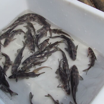 有大量批發(fā)叉尾魚苗，量大送貨上門（供應(yīng)）