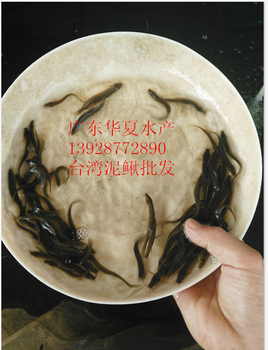 貴州貴陽三角魴批發(fā)3-8公分魚苗湖南衡陽武昌魚苗價格