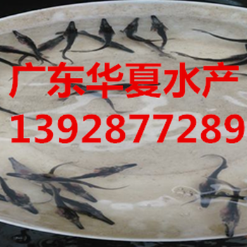 鴨嘴魚喂什么飼料/哪里有鴨嘴魚苗/鴨嘴鱘魚苗