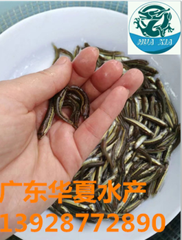魚苗批發(fā)/烏魚苗/清遠(yuǎn)烏魚苗批發(fā)/財(cái)魚苗批發(fā)
