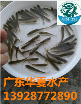 銀雪魚苗報價/廣東銀雪魚苗報價清遠銀雪魚苗基地/