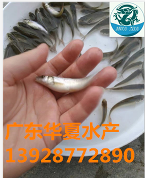 銀雪魚(yú)苗/廣東銀雪魚(yú)苗批發(fā)/養(yǎng)殖銀雪魚(yú)苗