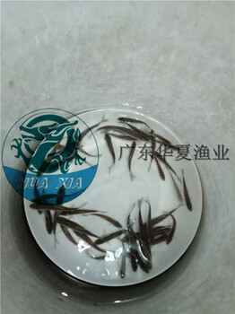 廣西梧州銀雪魚苗/梧州銀鱈魚苗基地/梧州鯽魚苗養(yǎng)殖