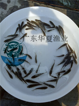 出售鯽魚苗