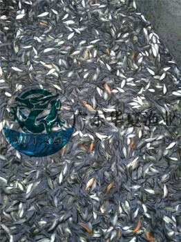 鯉魚苗批發(fā)?。ㄖ腥A建鯉魚）大量供應(yīng)淡水魚苗批發(fā)價格