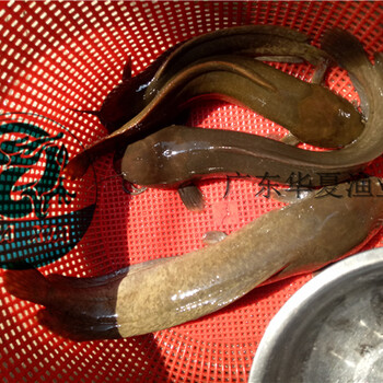 塘鲺魚苗批發(fā)價格廣東華夏水產(chǎn)塘鲺魚苗批發(fā)安全可靠
