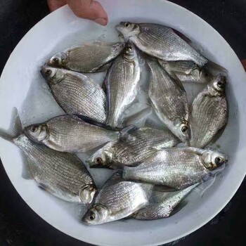三角魴魚苗批發(fā)（魴魚）魚苗近期報(bào)價(jià)