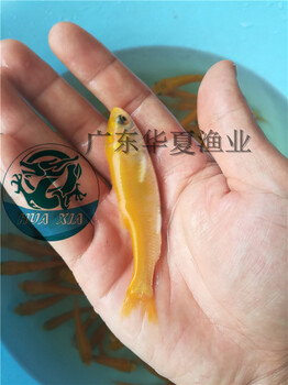 出售金草鱼苗广东华夏渔业提供金丝鲩鱼苗批发