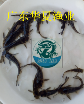 廣西鴨嘴魚(yú)苗價(jià)格/清遠(yuǎn)黃骨魚(yú)苗報(bào)價(jià)/英德黃顙魚(yú)苗基地