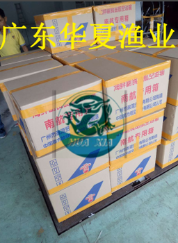 四川全雄黃顙魚(yú)苗/成都全雄黃顙魚(yú)苗怎么養(yǎng)殖/廣東華夏漁業(yè)