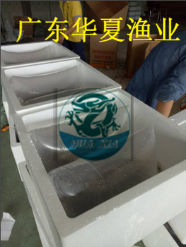 淡水鱸魚苗/江蘇加州鱸魚苗報(bào)價(jià)/批發(fā)/廣西南寧鴨嘴魚苗寸苗