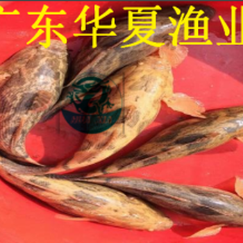 廣東泰國筍殼魚苗批發(fā)/泰國筍殼魚苗養(yǎng)殖/供應(yīng)3分筍殼魚苗
