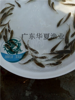 鲫鱼苗、广东华夏水产大量出售超级鲫鱼苗，健康快大的鲫鱼苗
