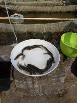 北京地區(qū)黑魚苗批發(fā)價(jià)格2018年春天黑魚苗寸片報(bào)價(jià)