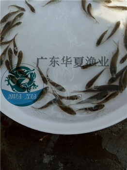 珠海鯽魚苗看圖選苗生長快速的鯽魚苗廣東鯽魚苗水產(chǎn)養(yǎng)殖