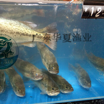 優(yōu)鱸一號魚苗四川攀枝花鱸魚苗供應(yīng)