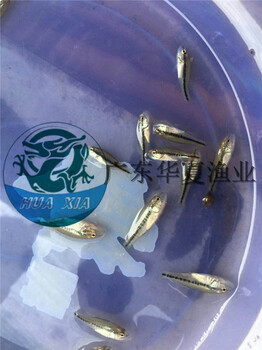 2018年廣東鱸魚苗批發(fā)價(jià)格空運(yùn)魚苗批發(fā)信譽(yù)