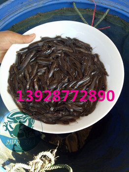 南寧塘角魚苗批發(fā)價格塘鲺魚苗供應批發(fā)良種魚苗