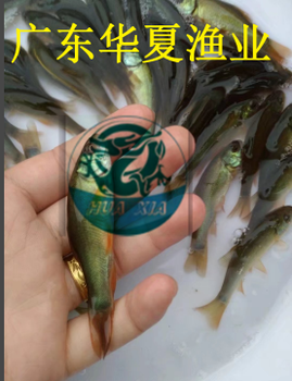 貴州貴陽丁桂魚苗/貴陽大口鯰魚苗/廣東華夏漁業(yè)