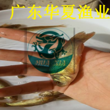 云南玉溪丁桂鱼苗/玉溪加州鲈鱼苗/云南黑鱼苗批发