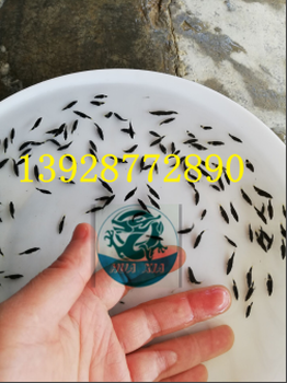 湖南湘西桂花魚苗/大量桂花魚苗上市/廣東華夏水產(chǎn)