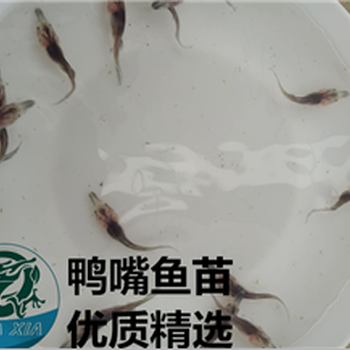 铜仁鸭嘴鱼/贵州铜仁鸭嘴鱼卖多少钱一斤