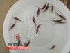 江西南昌鸭嘴鱼苗批发南昌鸭嘴鱼苗基地鸭嘴鱼苗3-5公分