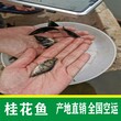 贺州鳜鱼苗批发求购广西贺州桂花鱼苗广东清远正宗翘嘴鳜鱼苗批发图片