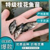 杭州鱖魚苗銷售桂花魚苗批發價格浙江魚苗養殖