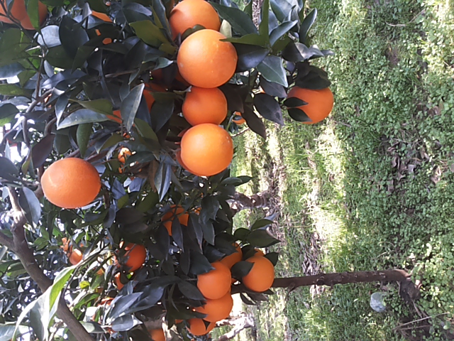 【橙子】-橙子价格-橙子报价-橙子批发-水果网