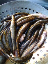 柳根魚，花泥鰍魚苗圖片