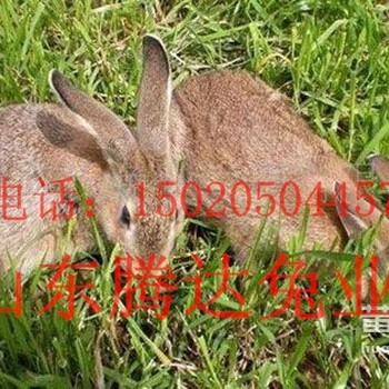 种兔供应，比利时种兔价格图片，种兔养殖场