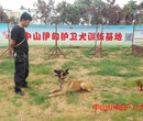 中山伊甸护卫犬训练基地--让您的爱犬更听话图片