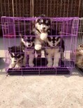 德国牧羊犬价格纯种德国牧羊犬多少钱一只全国报价图片2