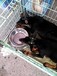 湖北天门大型犬舍招加盟，纯种名犬，猎犬，斗犬和宠物犬出售，包回收
