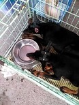 德国牧羊犬价格纯种德国牧羊犬多少钱一只全国报价图片1