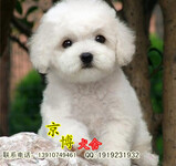 三个月玩具体泰迪熊出售赛系泰迪价格北京泰迪犬舍直销