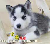 纯种哈士奇北京哈士奇犬价格高品质哈士奇幼犬出售北京京博犬业