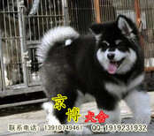 北京纯种阿拉加斯多少钱赛级阿拉斯加哪里卖阿拉斯加图片京博犬舍图片3