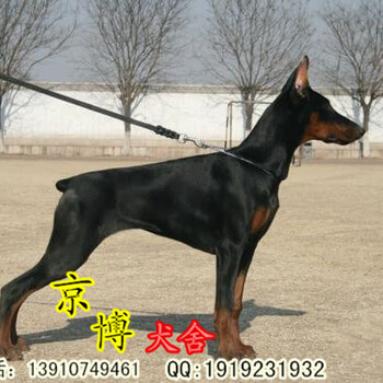 北京哪里卖德系血统杜宾犬赛级杜宾多少钱品质好点的杜宾出售