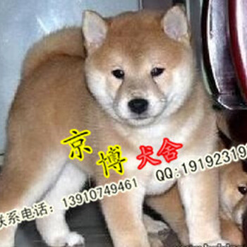 北京哪里卖柴犬北京纯种柴犬价格纯种柴犬幼犬